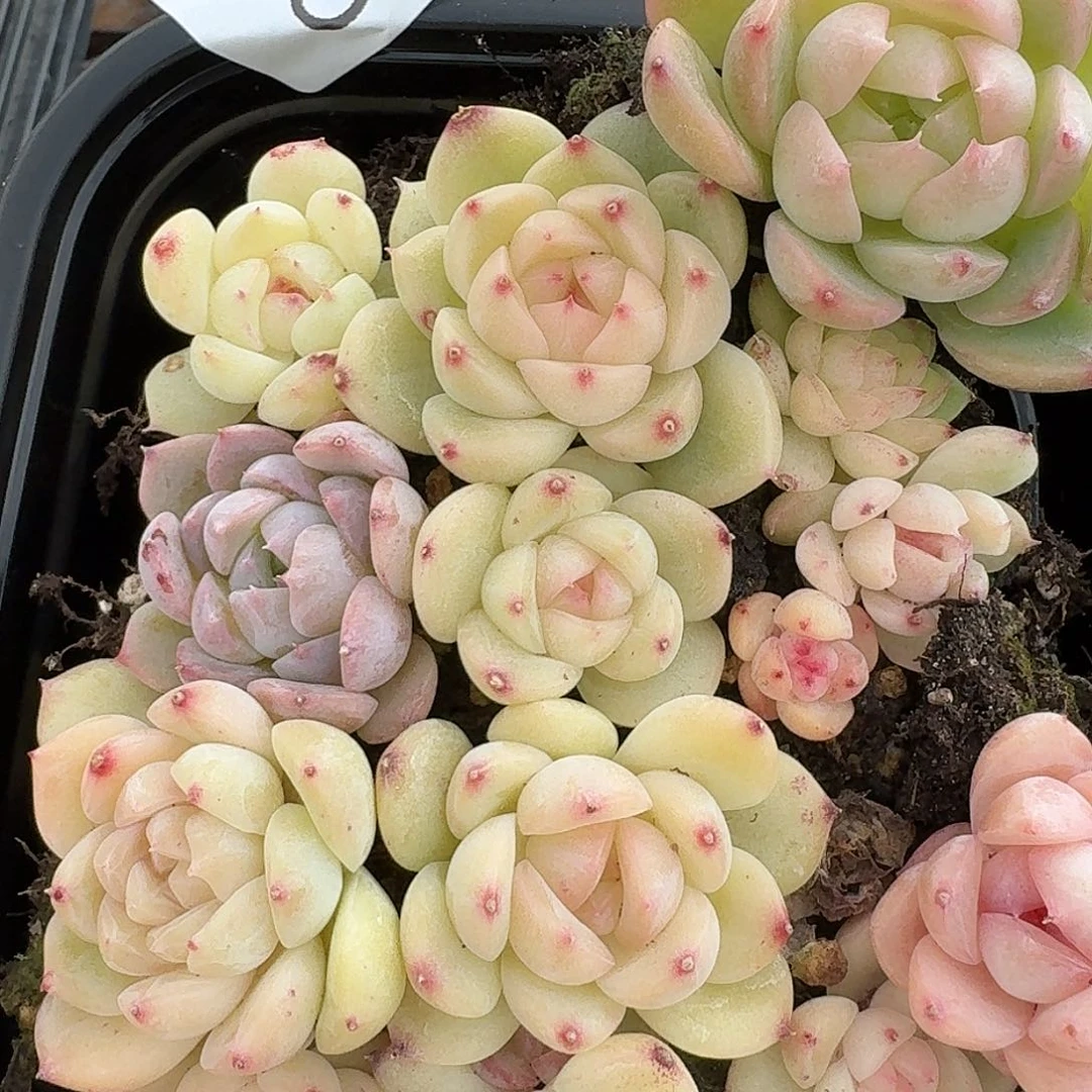 杂交新品种珍妮多肉1005