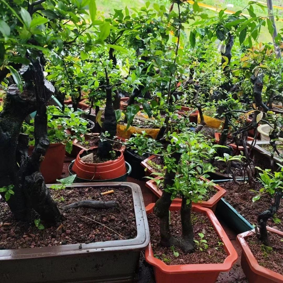 金弹子老鸦柿一物一拍