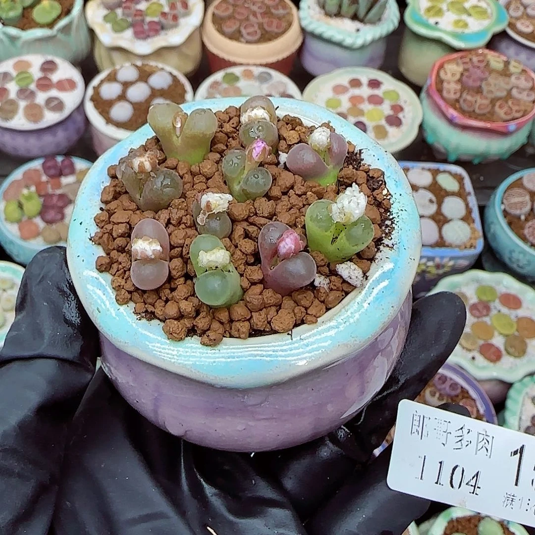 生石花满18包邮1104-15