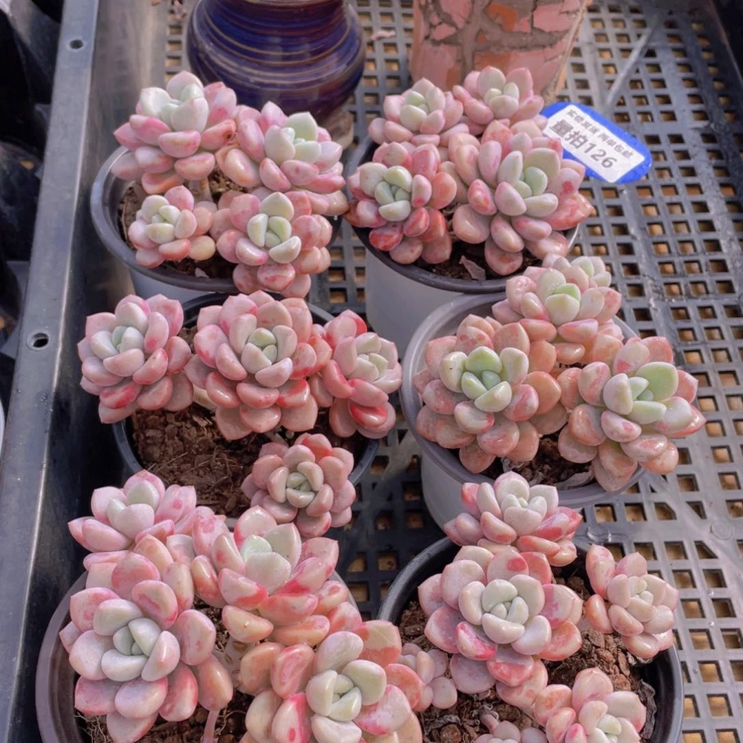 量拍126号 白鹭花斑露大群生四头起一个