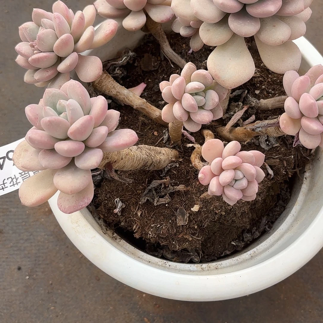 同温层多肉64白露