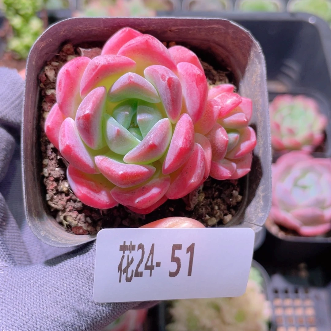 花利美24-51冰糖