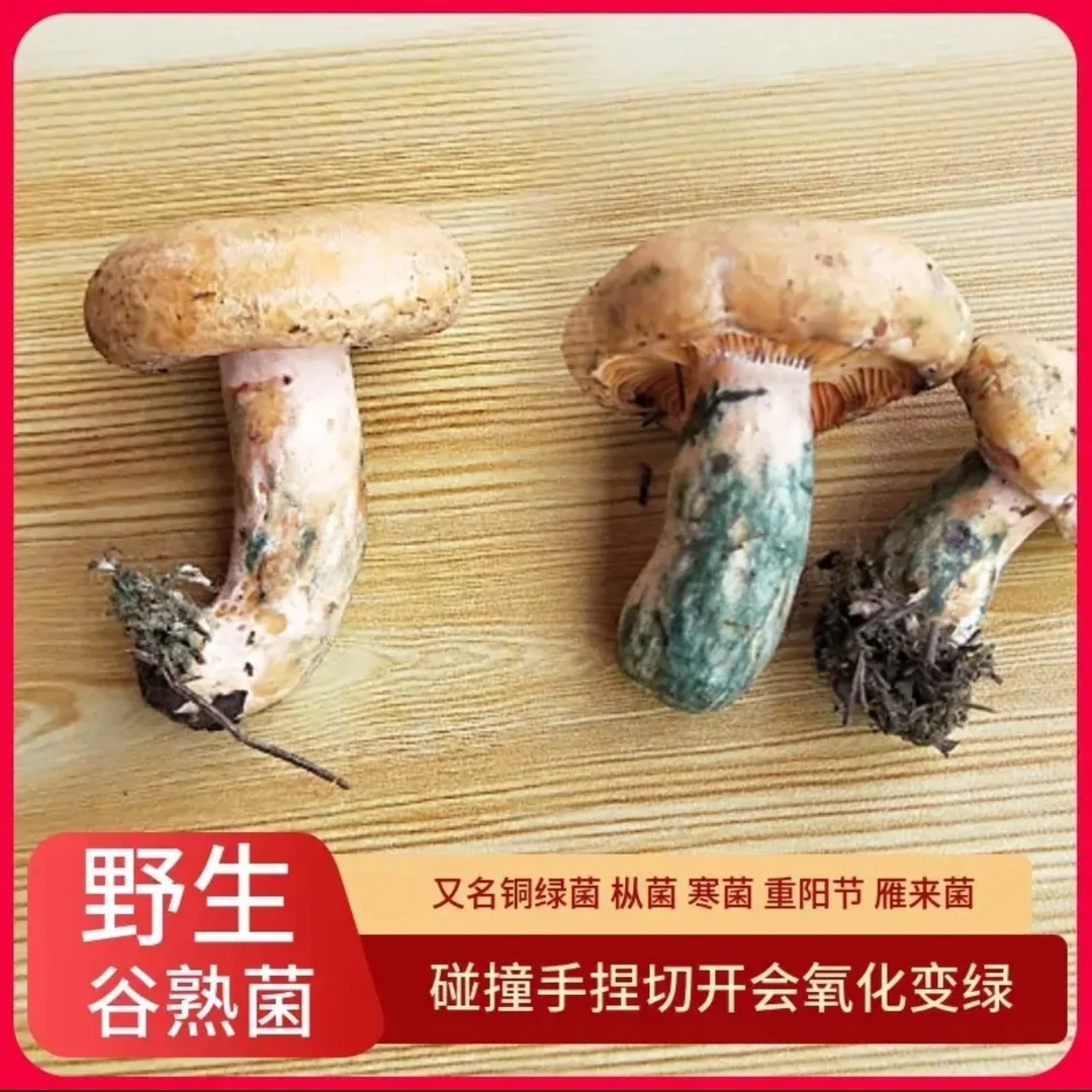 新鲜野生松菌(高原菌)现采现发顺丰冷链航空冷链包邮