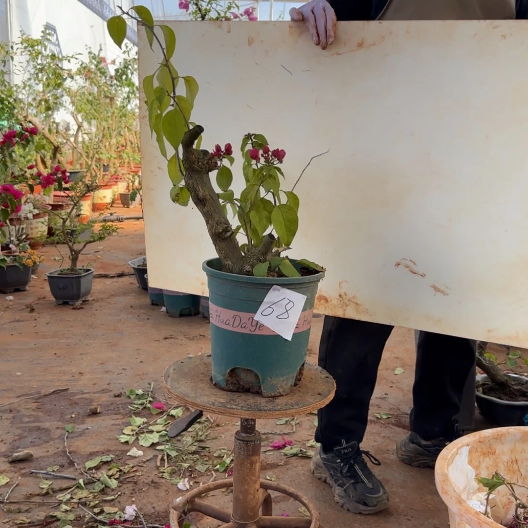 大部分开放少量花苞甜心 68脱