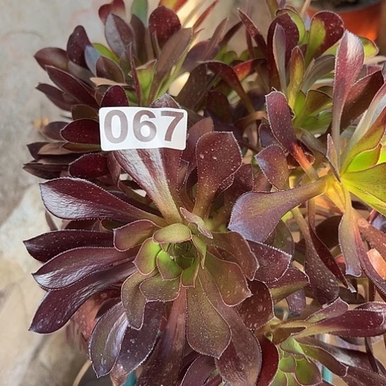 云***清多肉植物一个