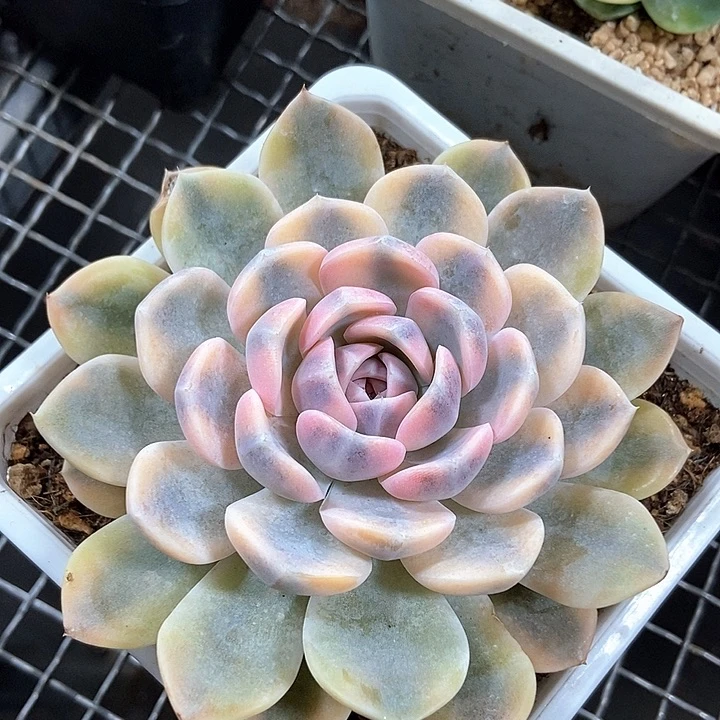 汉堡锦多肉植物的