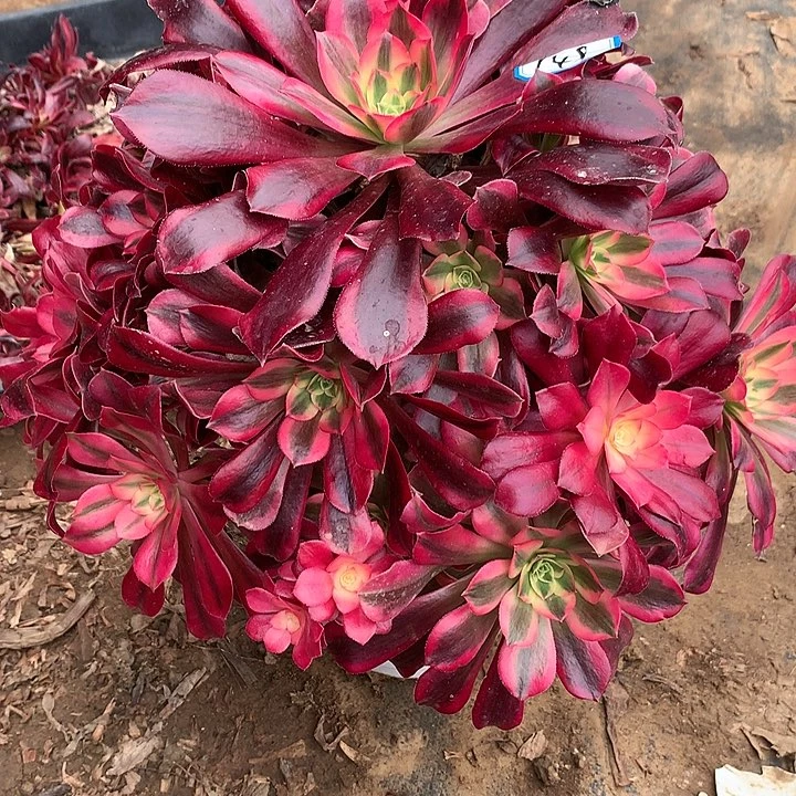 多肉植物凤冠149