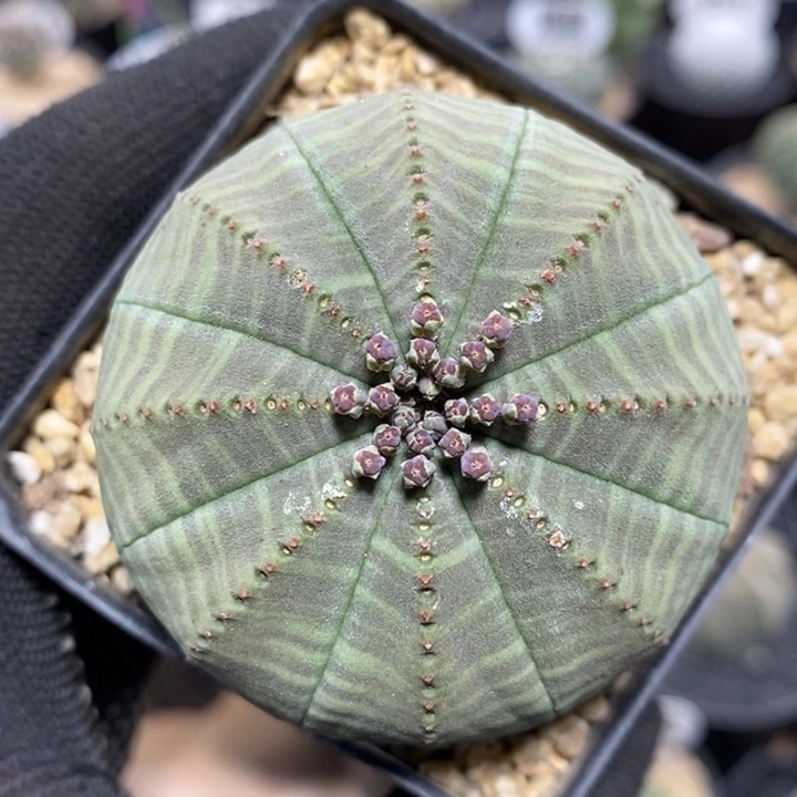 实生欧系布纹球4号5.6cm