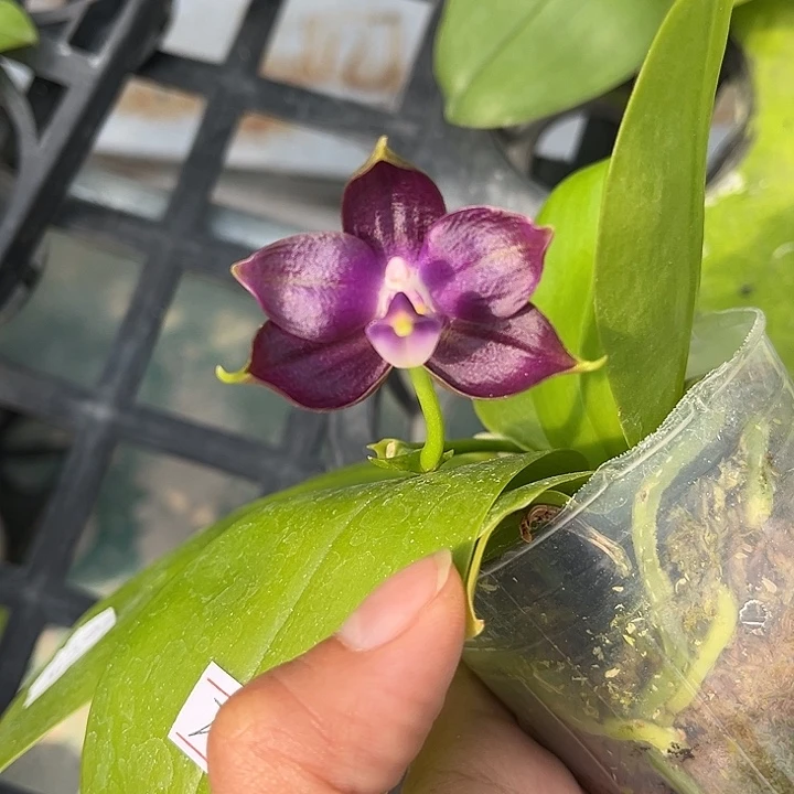 全部花苞2.5寸杯BKH2301