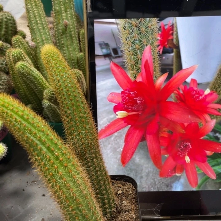 新品自根红蜻蜓一杯金妞