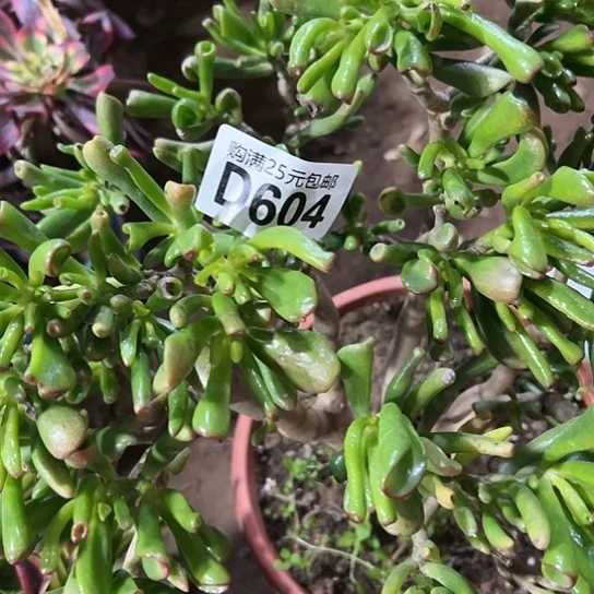 美*多肉植物一个