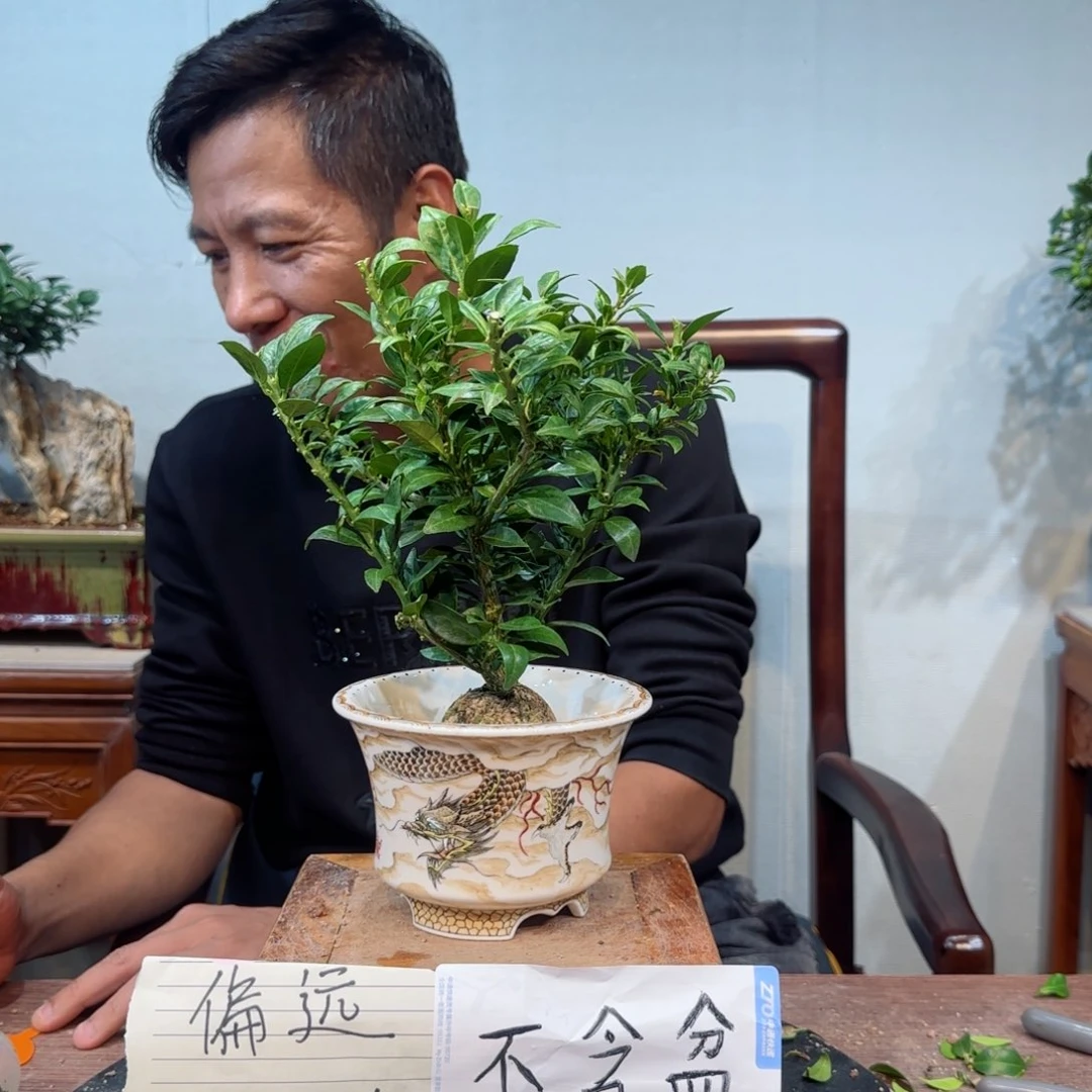 当前无花朵，栽培后可花朵用****1