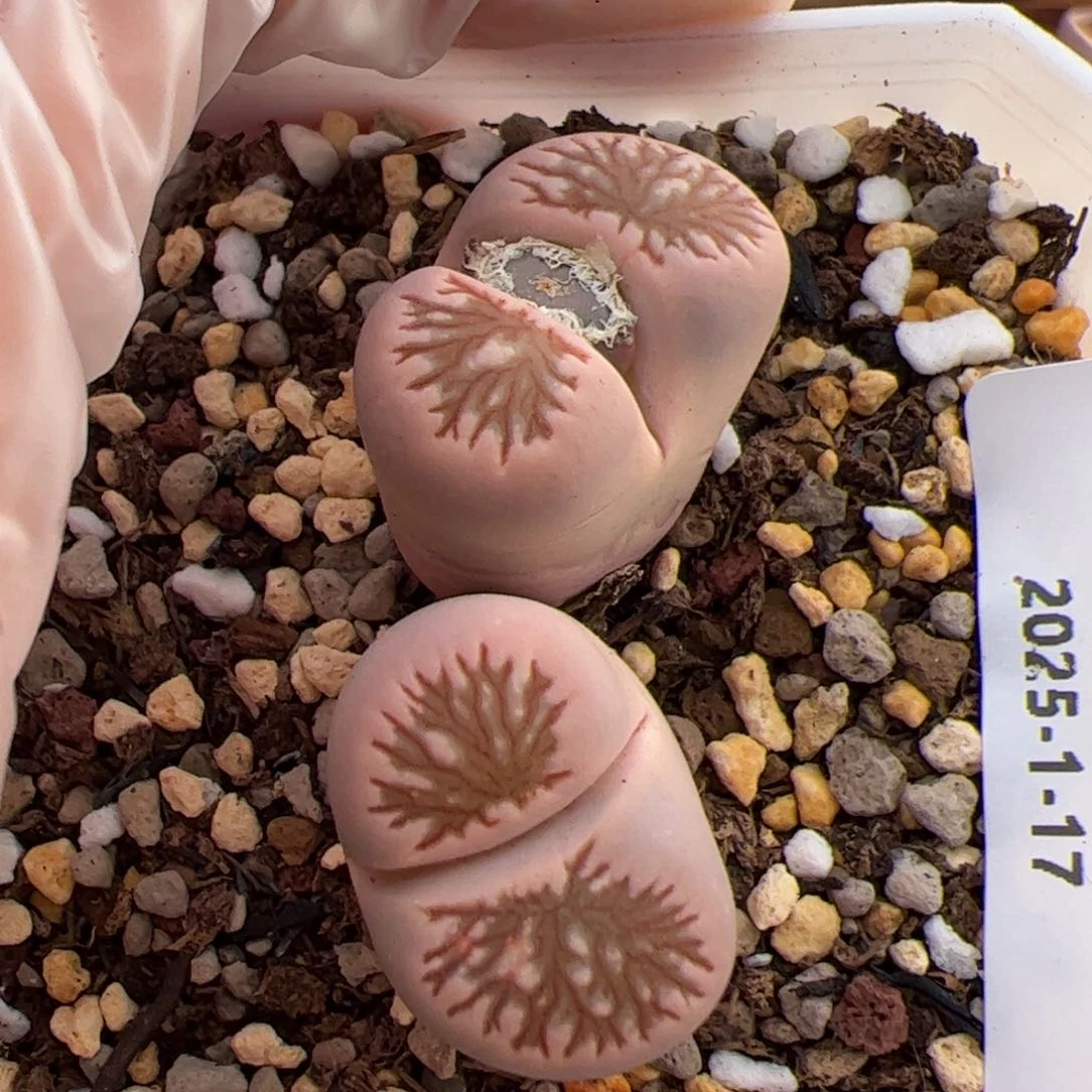 0349号 菊 多肉植物