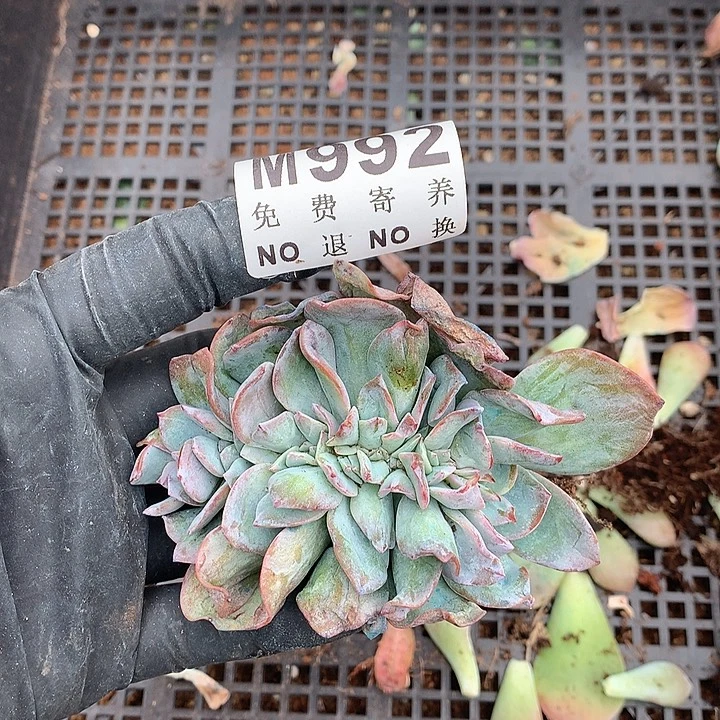 白凤缀化 多肉植物25号左右发