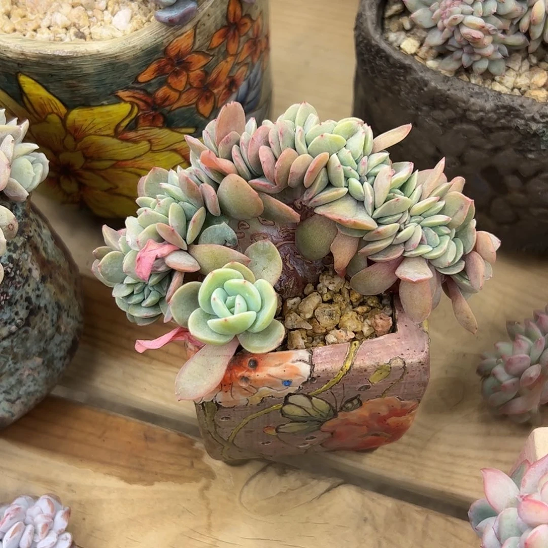 庆东 布鲁蓝zzzzzzzzzz