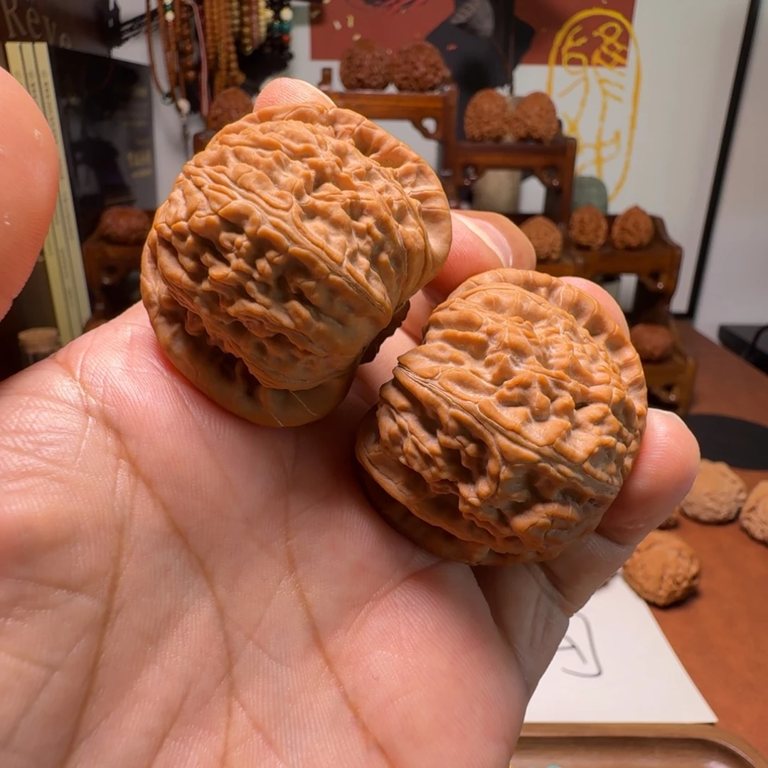 道哥俱乐部f全品白狮子42