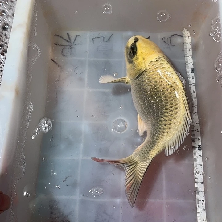 ****天蝴蝶鲤鱼渔场直发157