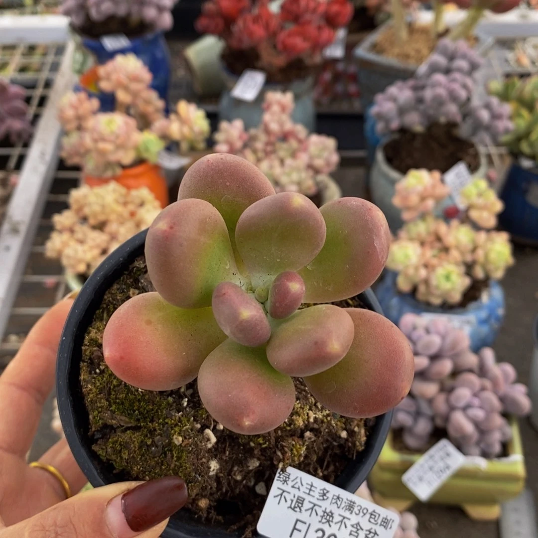 金蟾308/5cm多肉