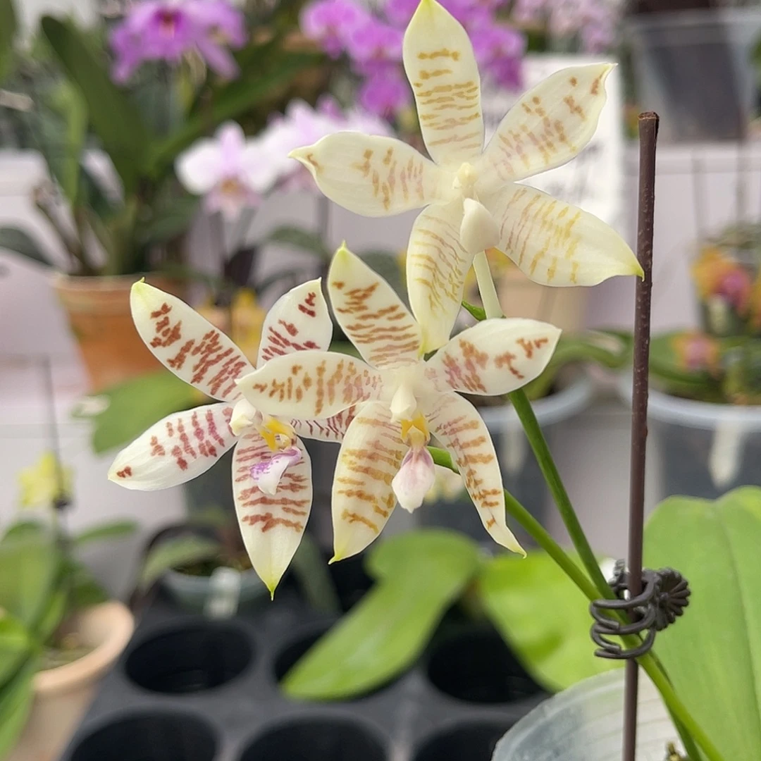 完全开放1007 蓝麻雀