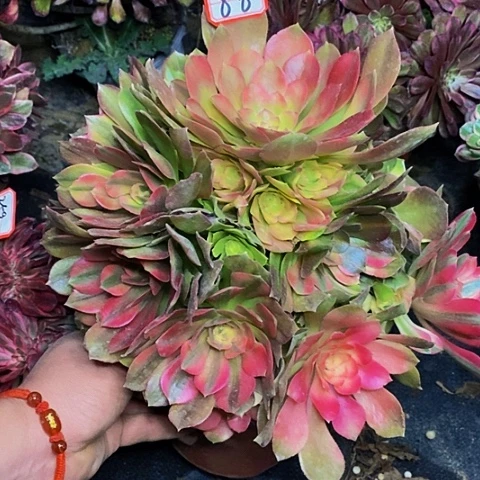 五彩雅典娜法师锦86