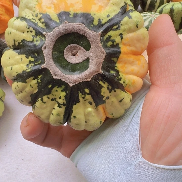 泡*果墨西哥七彩葫芦青皮