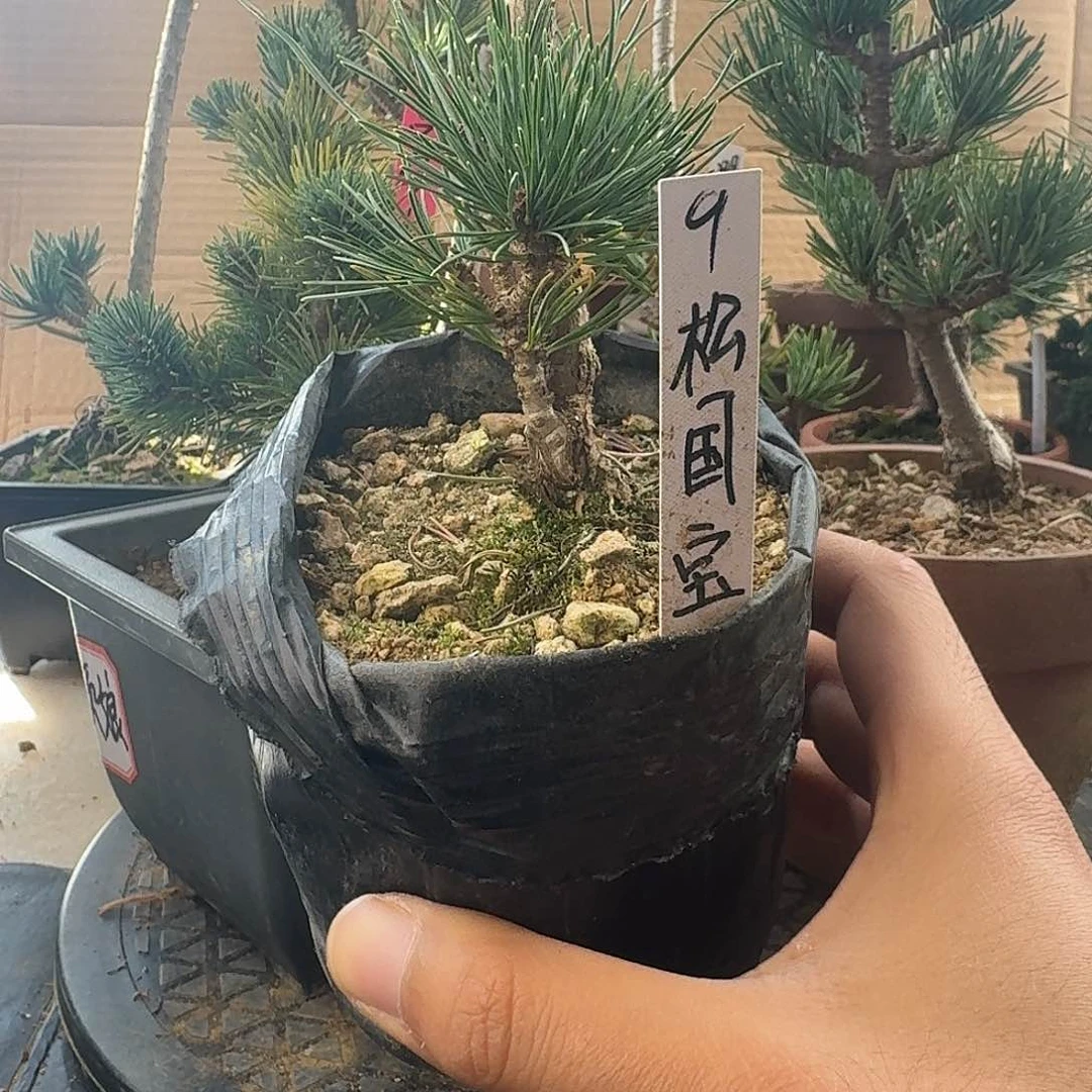 不开花植物松国宝
