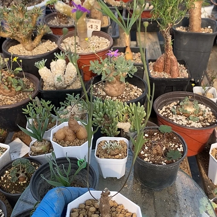 835紫花厚敦菊一一一一