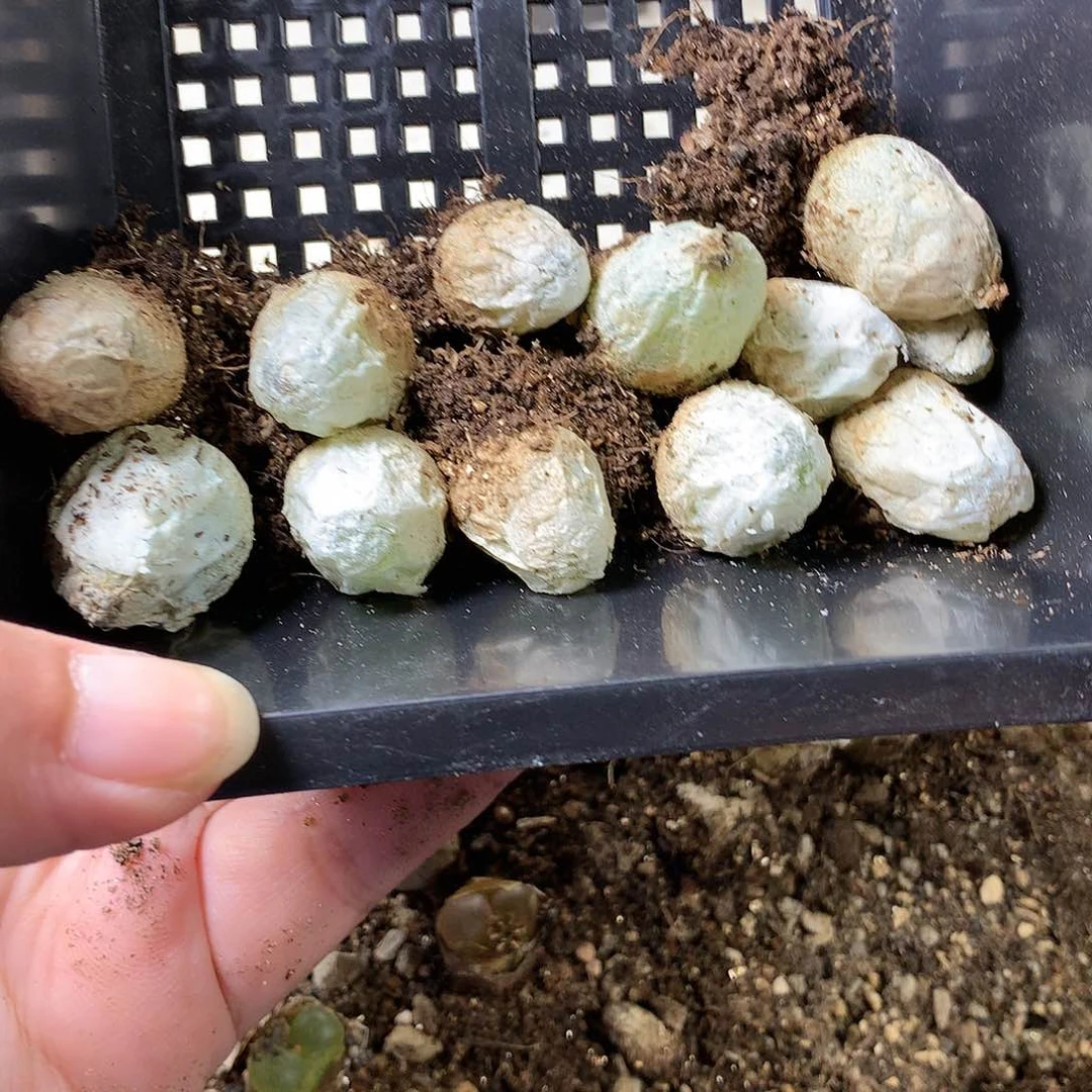 4***生G236多肉植物保护
