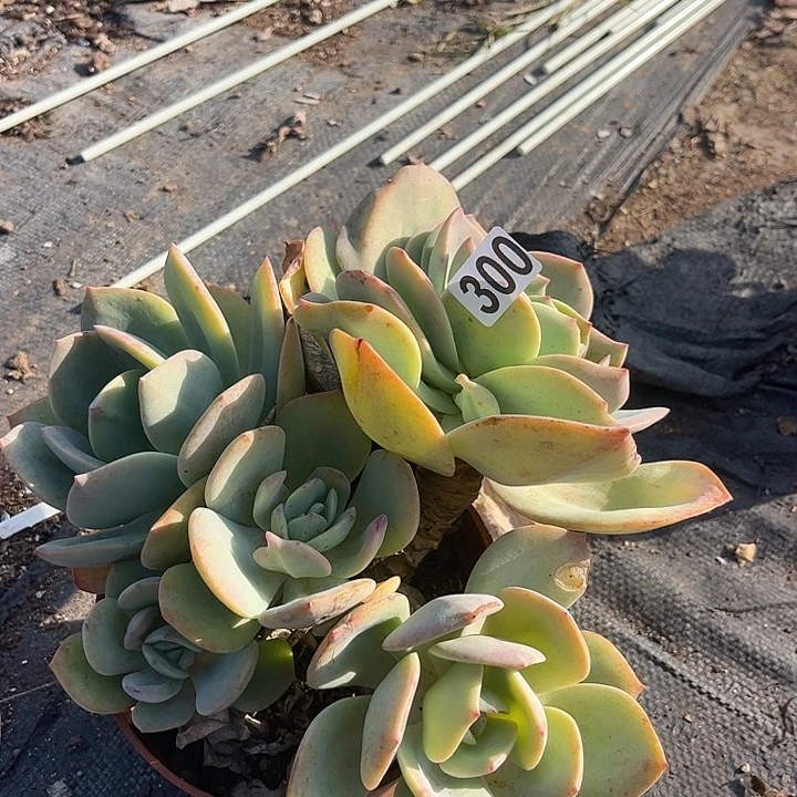 ۵***࿐300不售后白凤脱土发货不退不换