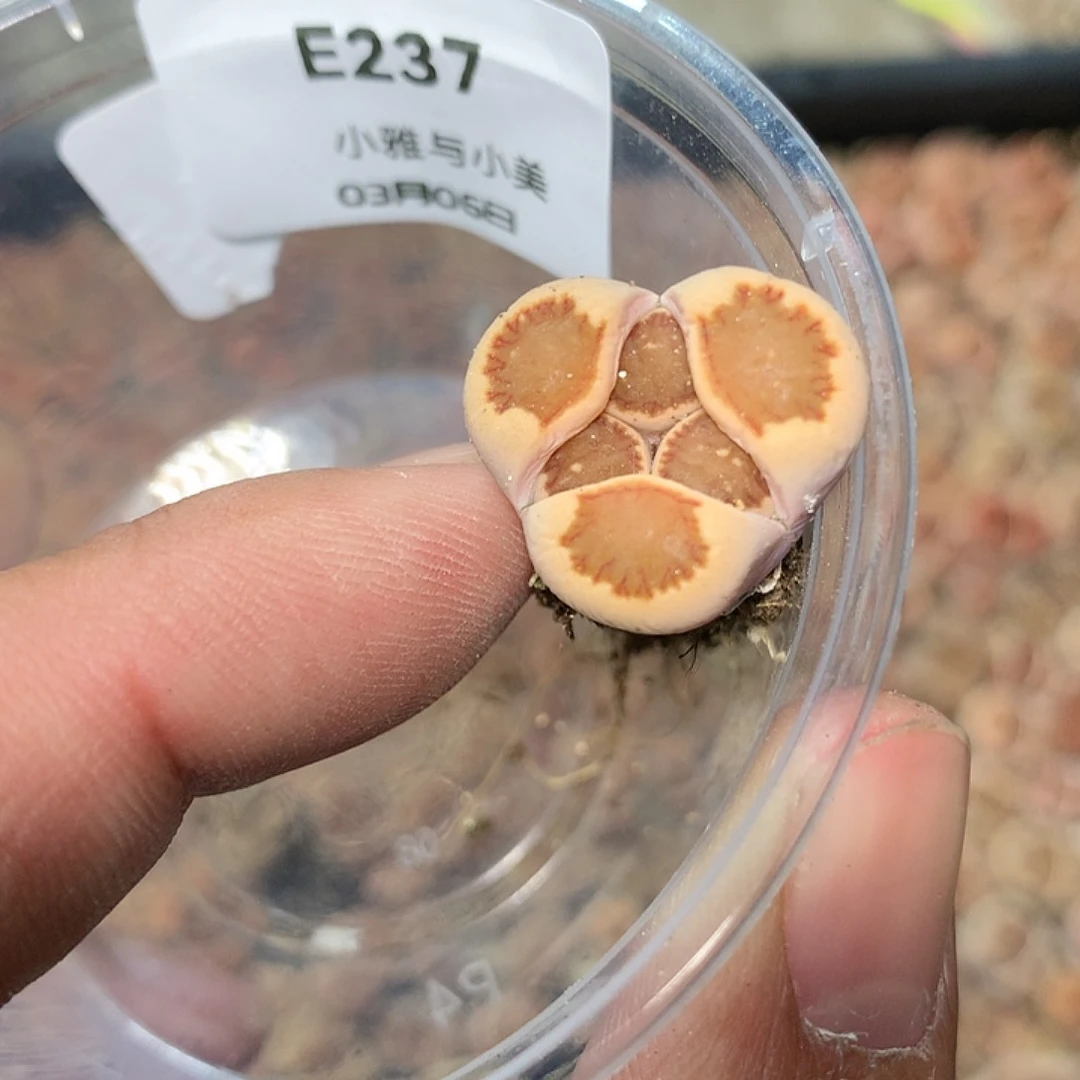 E237多肉植物保护