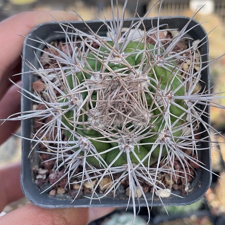 活火山实生裸根发货