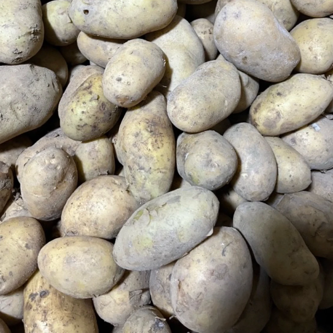 贵州农家自己种的高山黄心土豆粉糯面沙