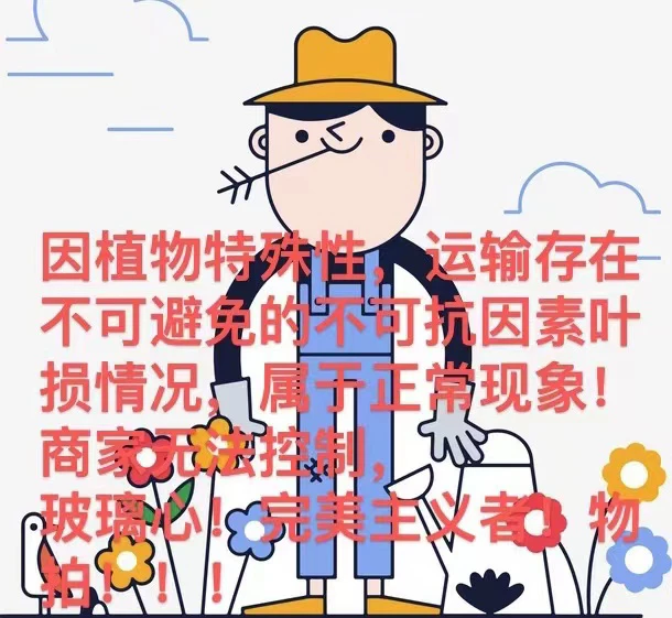 秋海棠 v三颗 一物一拍