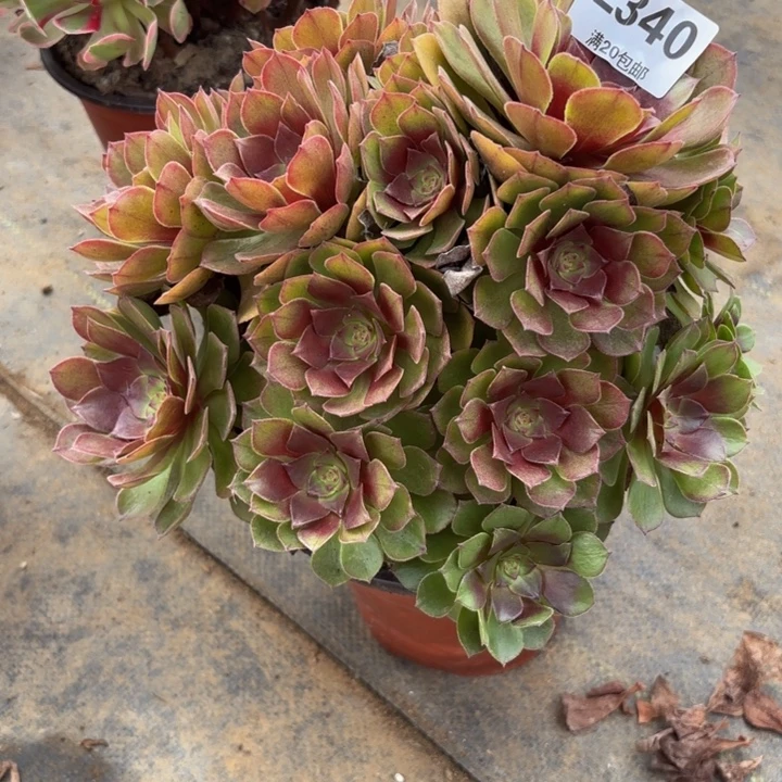瑞妈多肉园艺340。新版桃花石