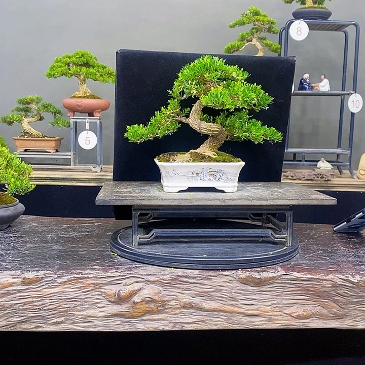无花朵黄杨盆景四季常青