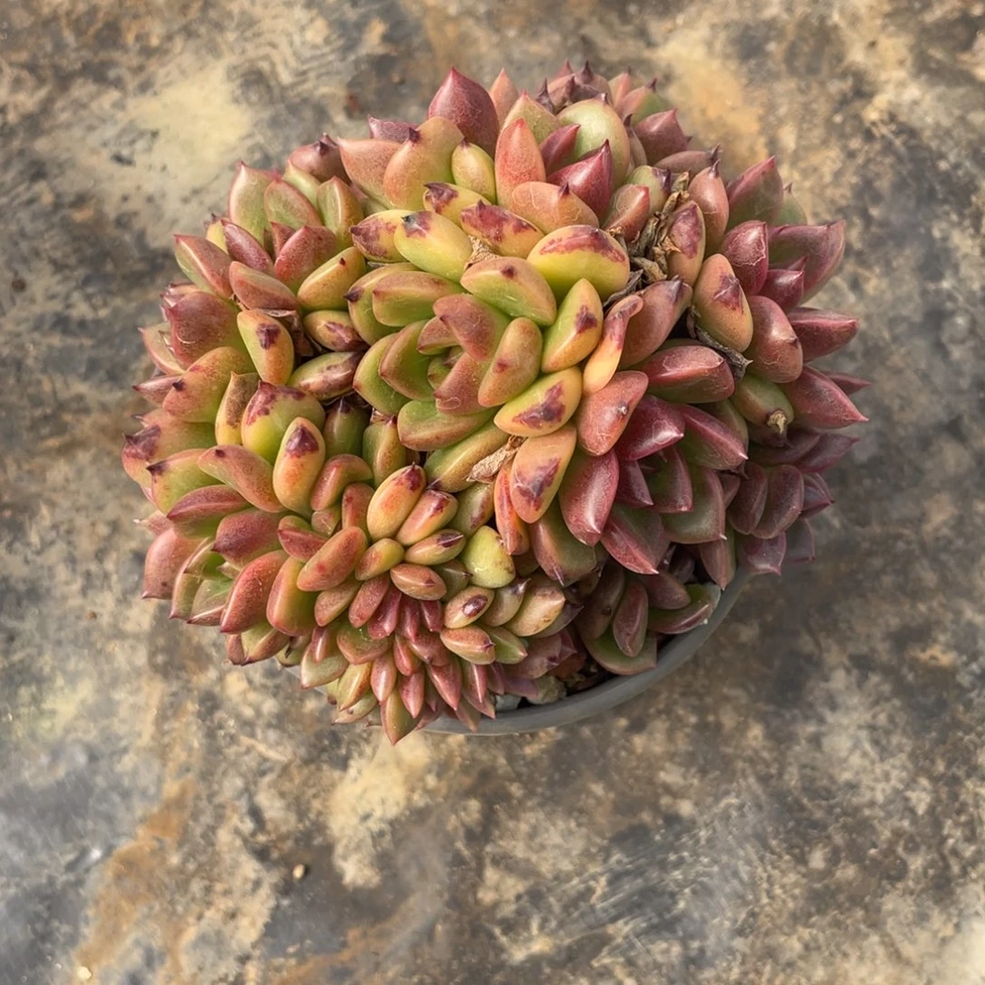 向****多肉植物一物一拍