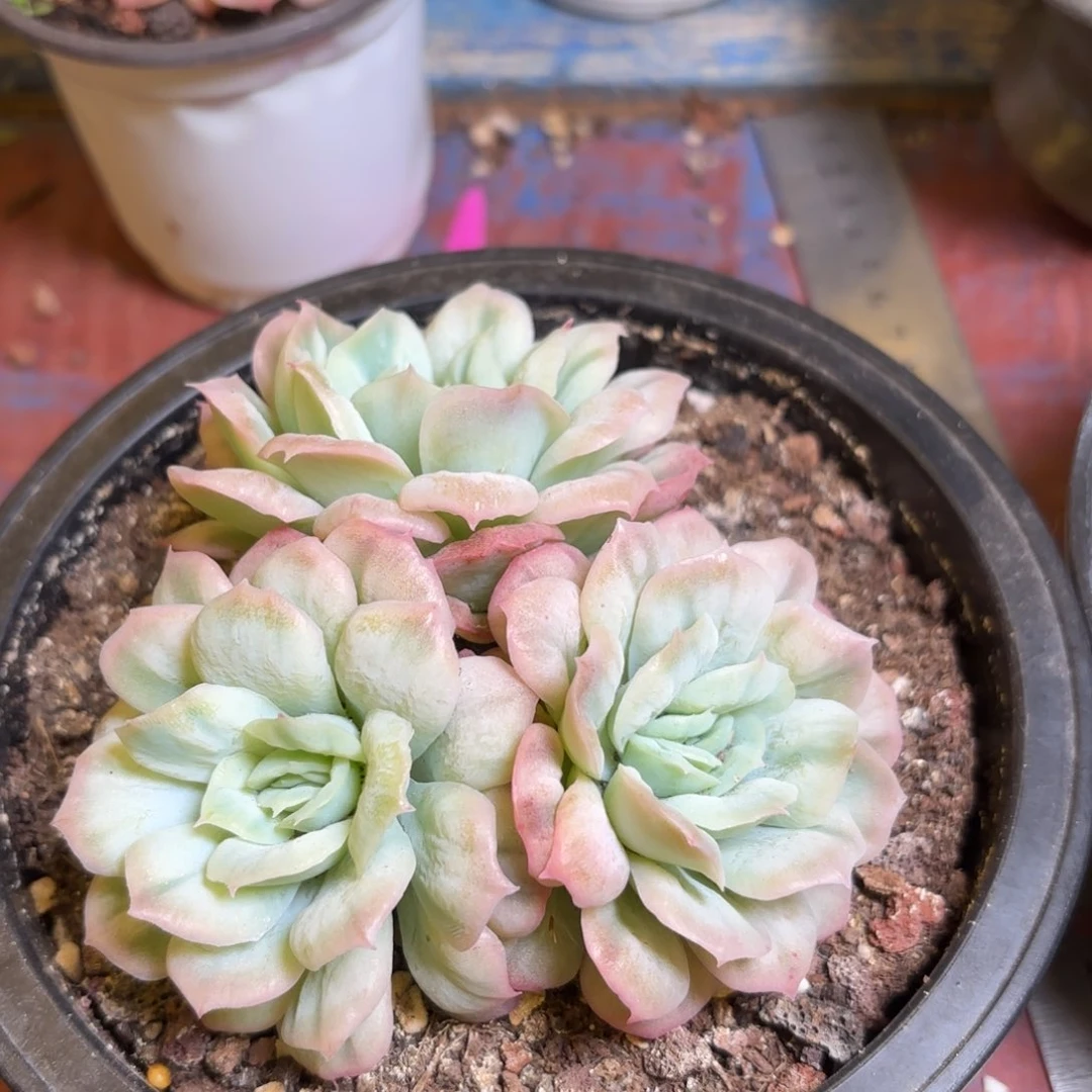 心*哈哈哈哈哈哈哈哈哈哈