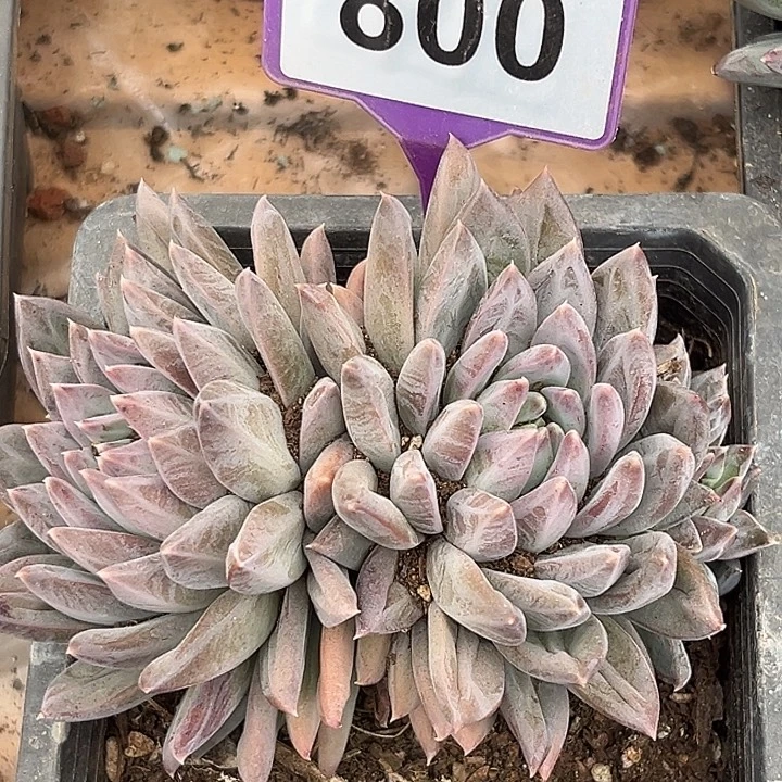 暗纹美人多肉植物800