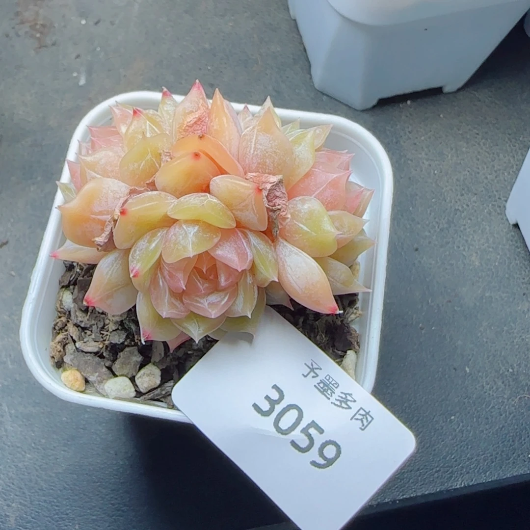 恋人系列，3059多肉植物