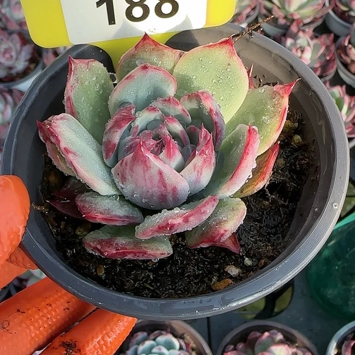 美****188 惊鸿仙子多肉植物6-9cm
