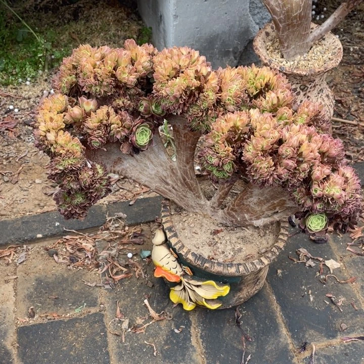 法师老桩缀化奶白