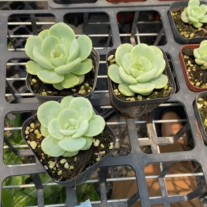 宝宝绿一个多肉量拍