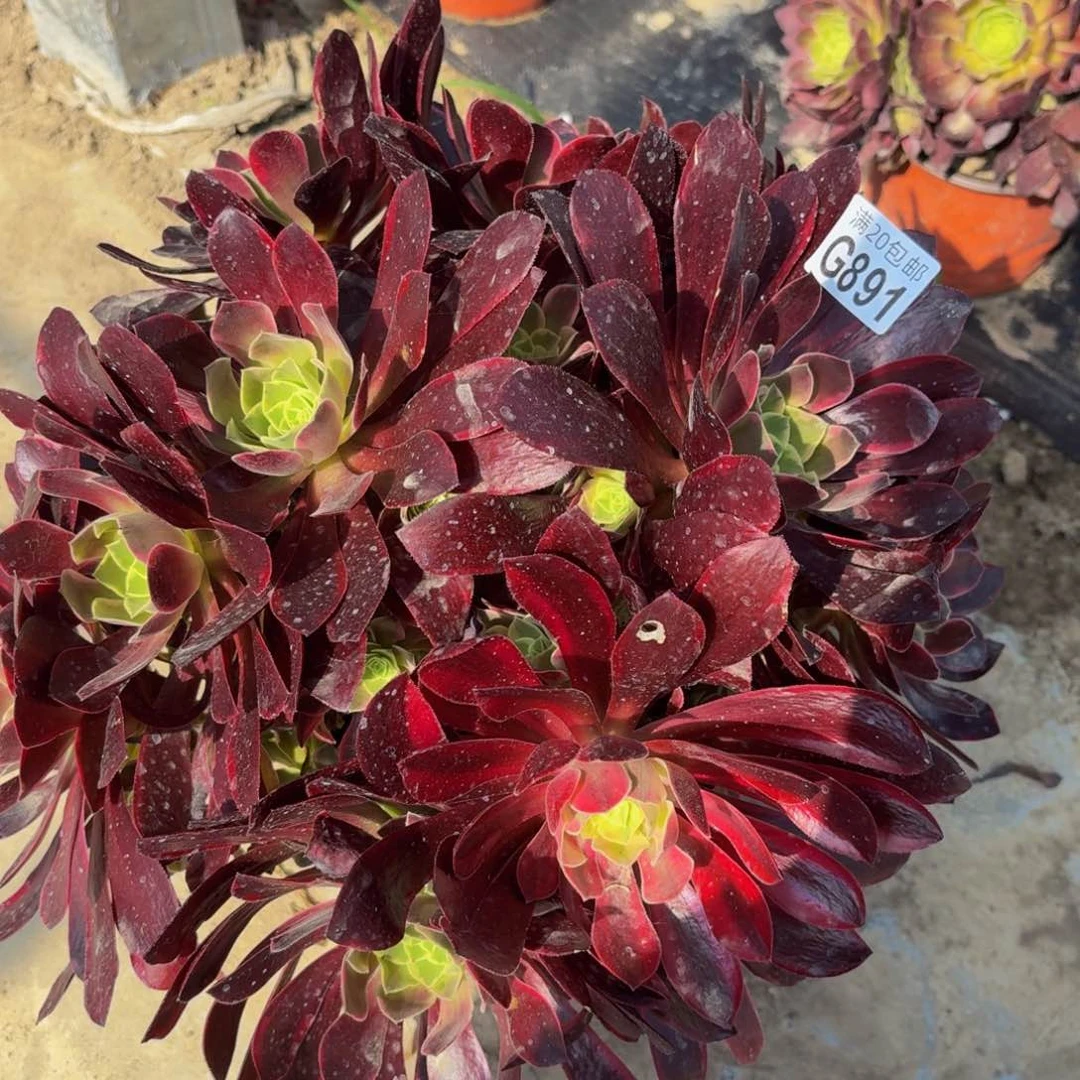 无花朵891多肉植物捧花的