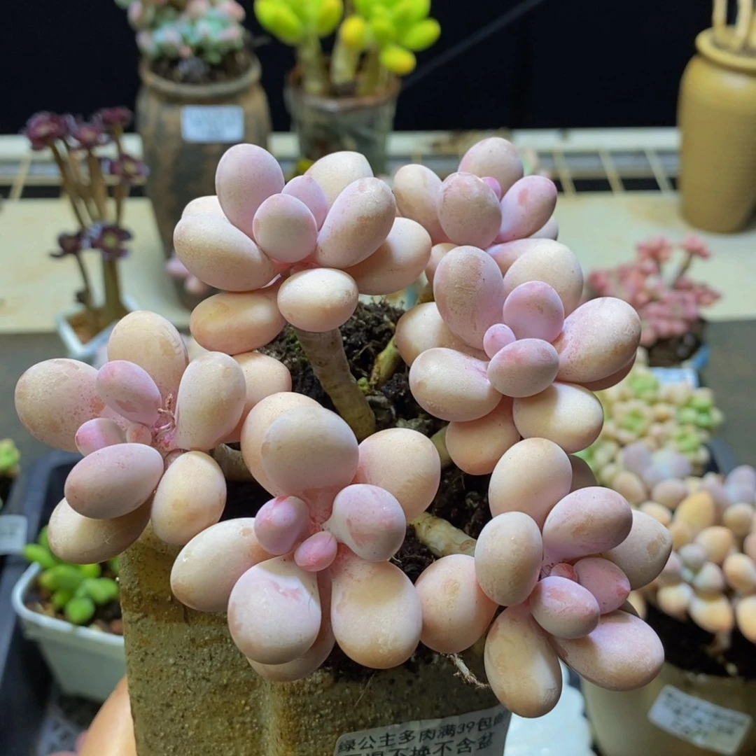 660 糖果桃蛋10 厘米