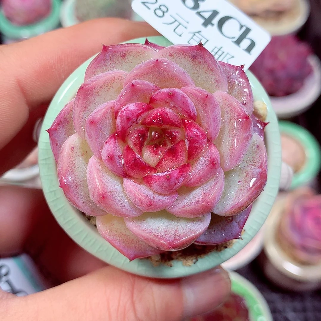 5厘米盆精控多肉834