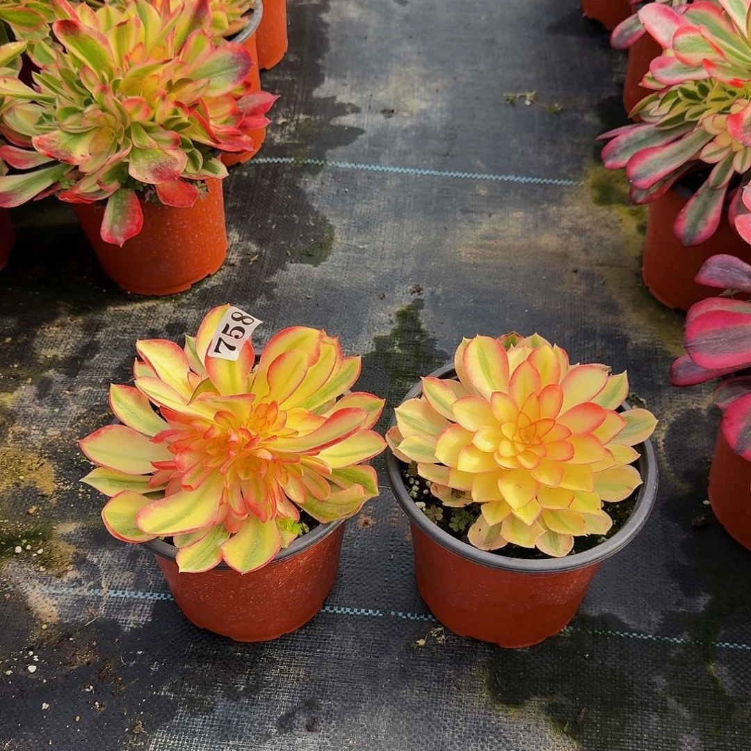 0000758两颗香妃高锦多肉植物