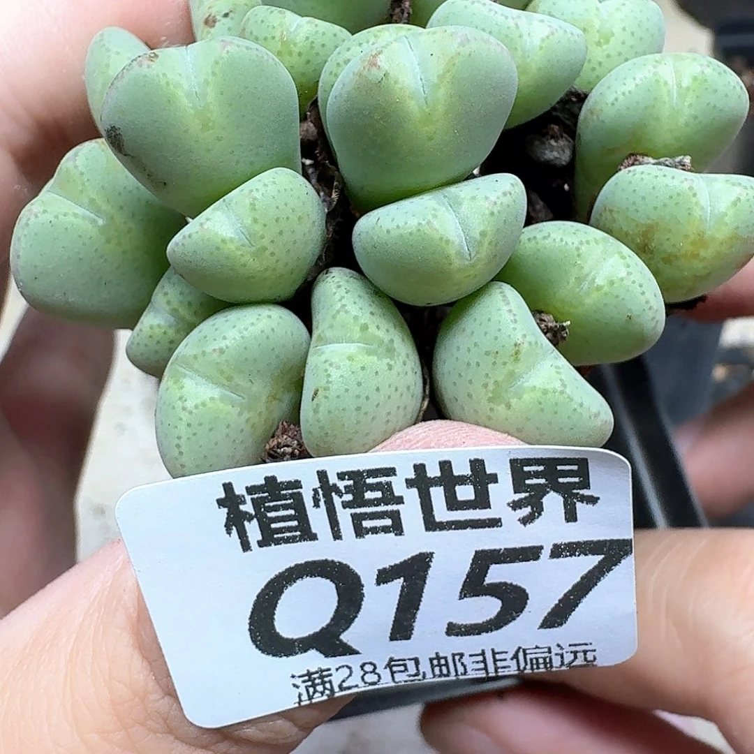 多肉植物的人生法f