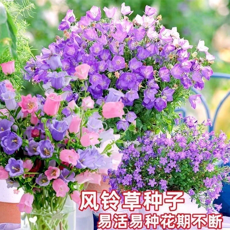 新丛生风铃草种子风铃花籽阳台庭院观赏植物花卉易种盆栽花卉种子