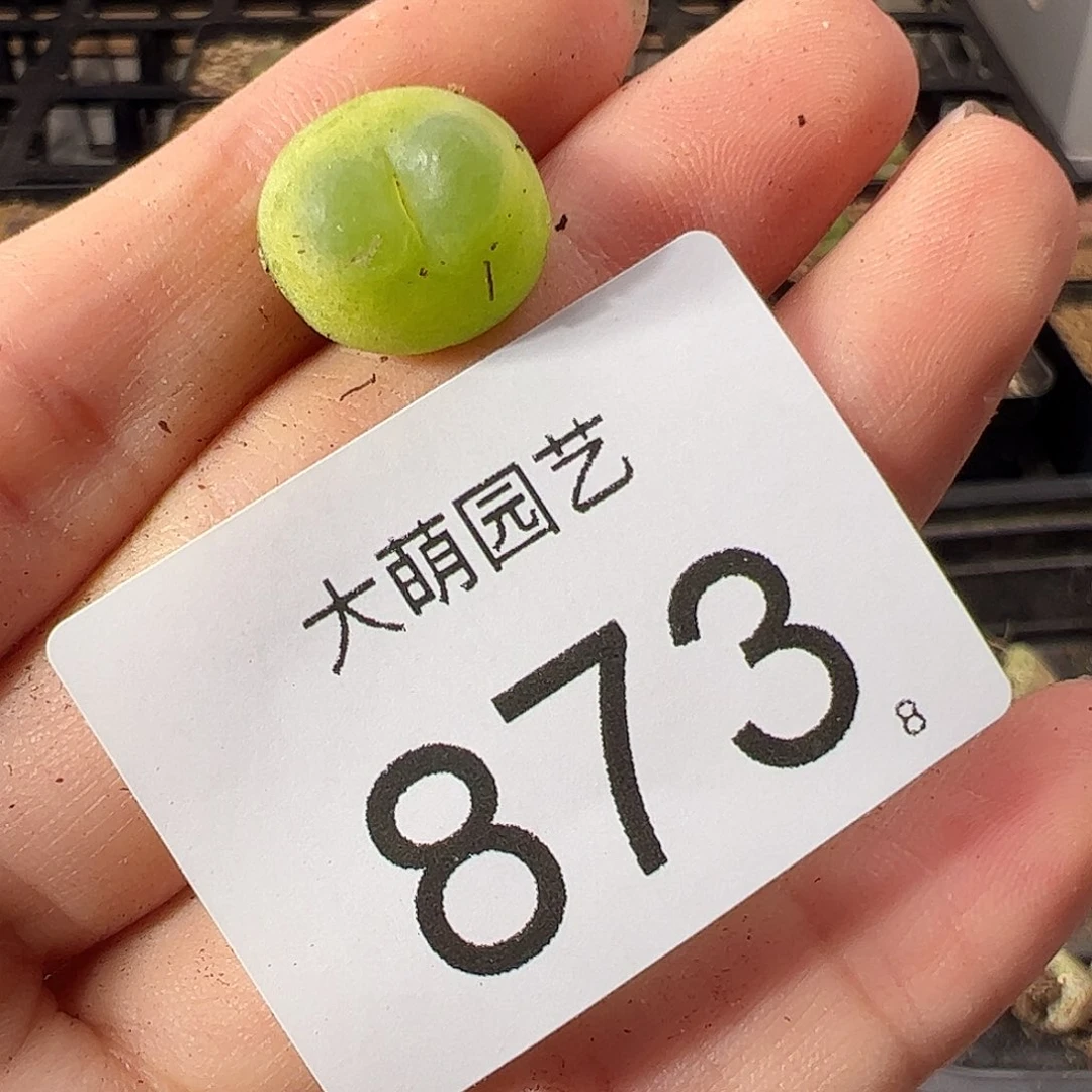 0000873 一物一拍。