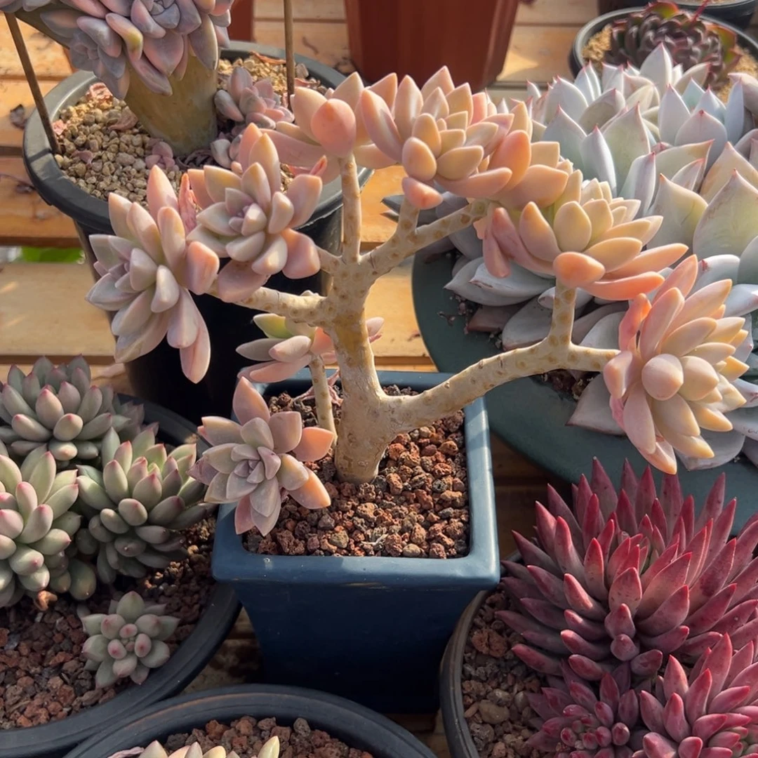 多肉淡雪【非偏远地区满18包邮】